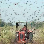 रतलाम में भी हो सकता है टिड्डी दल का हमला प्रदेश में कृषि विभाग ने उठाए ठोस कदम