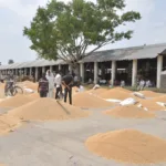 अन्नदाता परेशान अंतिम दौर में उपज मंडी में बड़ी संख्या में उपज लेकर पहुंच रहे