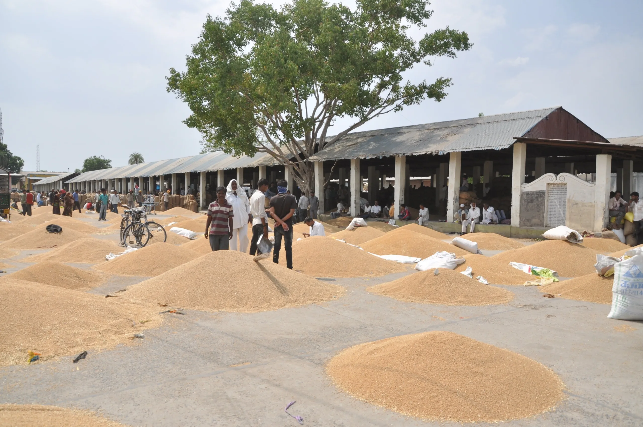 अन्नदाता परेशान अंतिम दौर में उपज मंडी में बड़ी संख्या में उपज लेकर पहुंच रहे