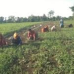 सीहोर : सफलता की कहानी- तुलसी की खेती कर अनीता दीदी ने बनाई नई पहचान