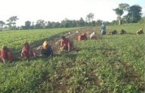 सीहोर : सफलता की कहानी- तुलसी की खेती कर अनीता दीदी ने बनाई नई पहचान