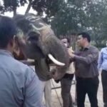 सतना : मध्य प्रदेश सतना जिले के बांधवगढ़ मे हाथी महोत्सव का शुभारंभ