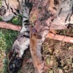 सतना : वर्चस्व की लड़ाई में मारा गया टाइगर