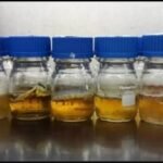 कटनी : नशीली दवाओं की तस्करी में शामिल एक महिला को पुलिस ने पकड़ा