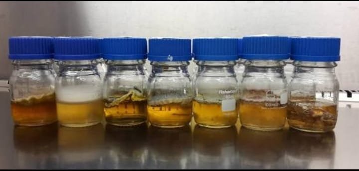 कटनी : नशीली दवाओं की तस्करी में शामिल एक महिला को पुलिस ने पकड़ा