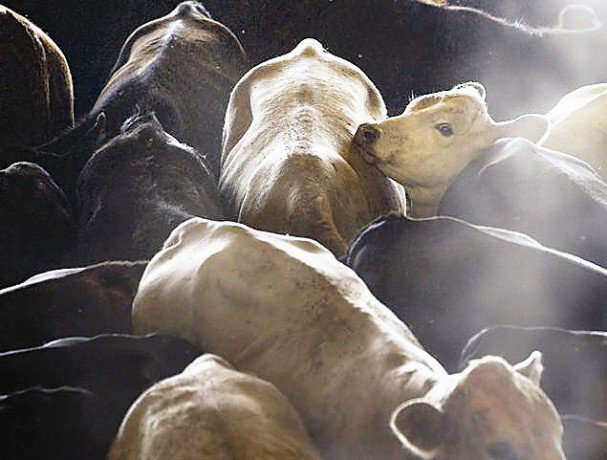 सतना : धारकुंडी थाना क्षेत्र में हो रही गौ तस्करी मामले में देर रात मचा बवाल