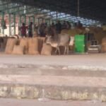 कटनी : जहां गरीब के लिए दो वक़्त की रोटी मुश्किल है, वही पशुओं का चारा बन रहा करोड़ों का अनाज