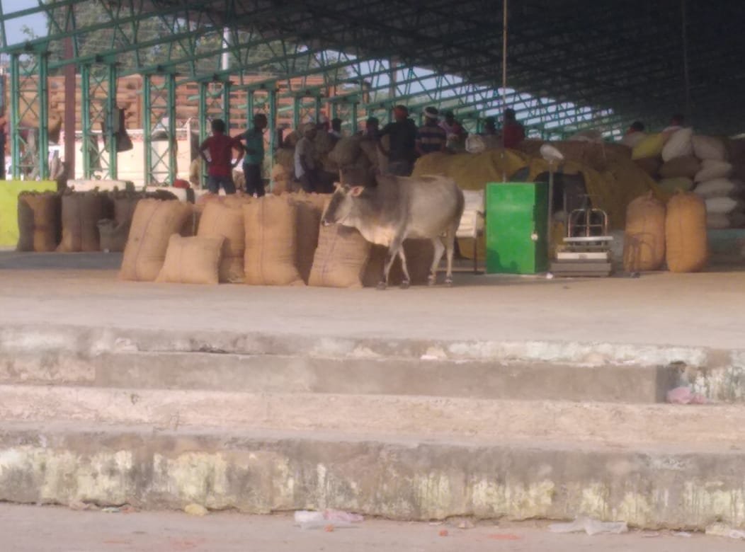 कटनी : जहां गरीब के लिए दो वक़्त की रोटी मुश्किल है, वही पशुओं का चारा बन रहा करोड़ों का अनाज