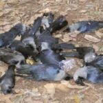 देवास : उड़ते उड़ते गिर कर मर रहे हैं कौए, शहर में बर्ड फ्लू की आहट ?