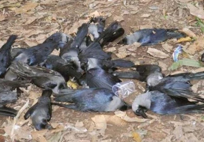 देवास : उड़ते उड़ते गिर कर मर रहे हैं कौए, शहर में बर्ड फ्लू की आहट ?