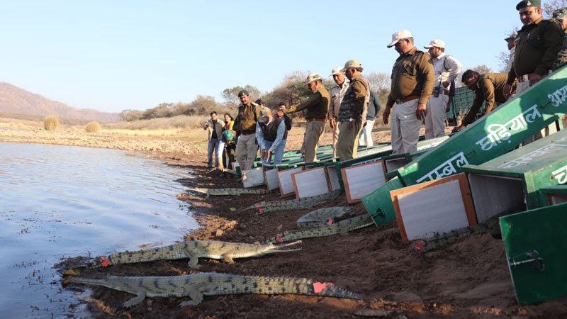मध्यप्रदेश : कूनो नदी में 25 घड़ियाल छोड़े गए