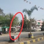 रतलाम : स्वछत्ता और सुंदरता को ठेंगा दिखाते मवेशी, निगम प्रशासन लापरवाह