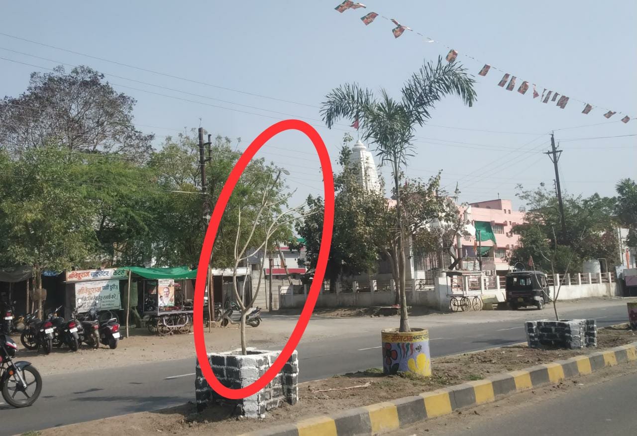 रतलाम : स्वछत्ता और सुंदरता को ठेंगा दिखाते मवेशी, निगम प्रशासन लापरवाह