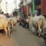 रतलाम : आवारा व घरेलू पशुओं से पटा पड़ा शहर, निगम के दावे खोखले