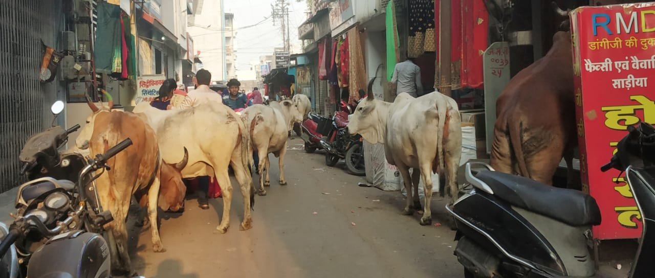 रतलाम : आवारा व घरेलू पशुओं से पटा पड़ा शहर, निगम के दावे खोखले