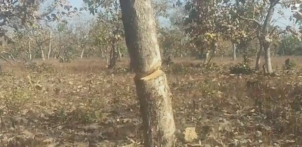 देवास : अतिक्रमणकारियों के हौंसले बुलंद : वन परिक्षेत्र जिनवाणी कि सबरेंज हीरापूर दक्षिण पूर्व के कक्ष क्रमांक 773 में अतिक्रमण का प्रयास