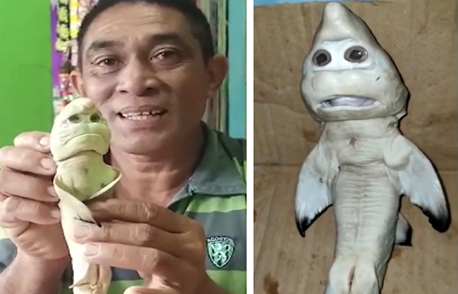 इंडोनेशिया के मछुआरे ने पकड़ी आदमी जैसी दिखने वाली शार्क