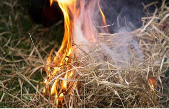 बिहार : बिहार के अररिया में भुट्टा भून रहे छह बच्चे जिंदा जले