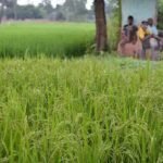 पॉली हाउस बनाने के नाम पर किसानों के साथ करोड़ों की धोखाधड़ी