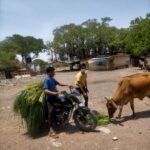 रतलाम : विश्व हिंदू परिषद कर रहा लॉकडाउन में निःस्वार्थ गौसेवा