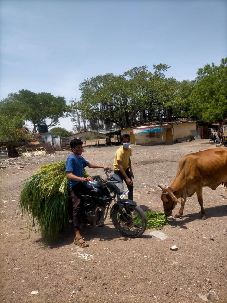 रतलाम : विश्व हिंदू परिषद कर रहा लॉकडाउन में निःस्वार्थ गौसेवा