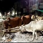 रतलाम : निगम का पशु पकड़ने का काम केवल आँकड़ो में, शहर में आवारा पशुओं की भरमार