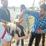 रतलाम : सड़को पर गाय छोड़कर भूले, गौ सेवक धर्मेंद्र शर्मा ने दीपावली पर किया श्रृंगार