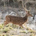 पेंच टाइगर रिजर्व से कूनो भेज रहें थे 26 चीतल, रास्ते में 12 हुए गायब