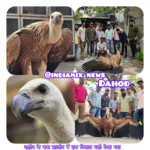 दाहोद: दाहोद के पास झालोद में एक विशाल पक्षी देखा गया