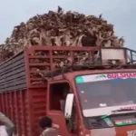 उज्जैन के पास ढाबला हुर्द में आयशर गाडी से बड़ी मात्रा में गाय की हड्डिया और शराब मिली